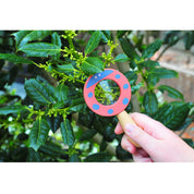 Discovery Magnifying Glass - assorted