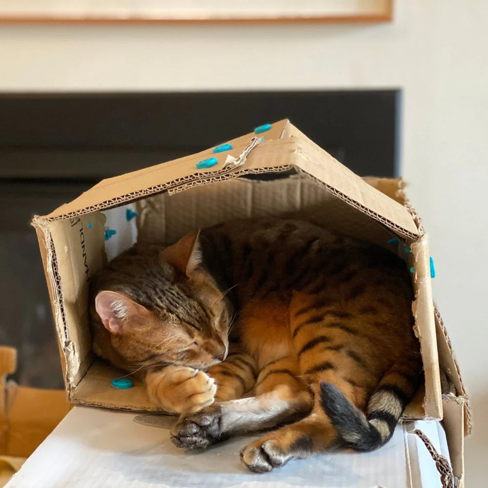 Cardboard Construction Kit 1-2 Makers EXPLORE