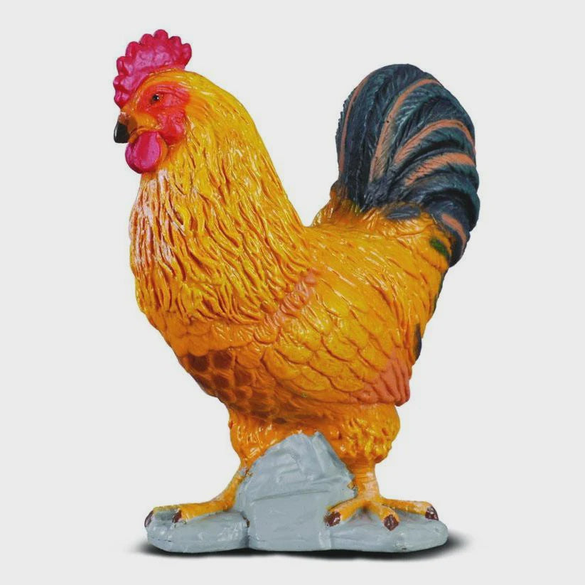 Cockerel