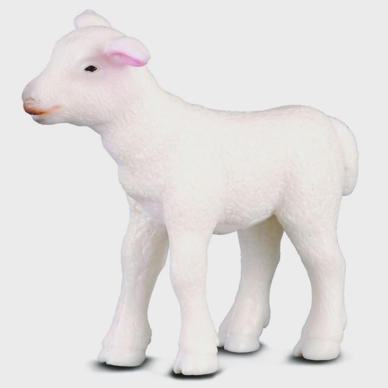 Lamb Standing