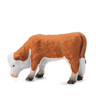Hereford Calf Grazing