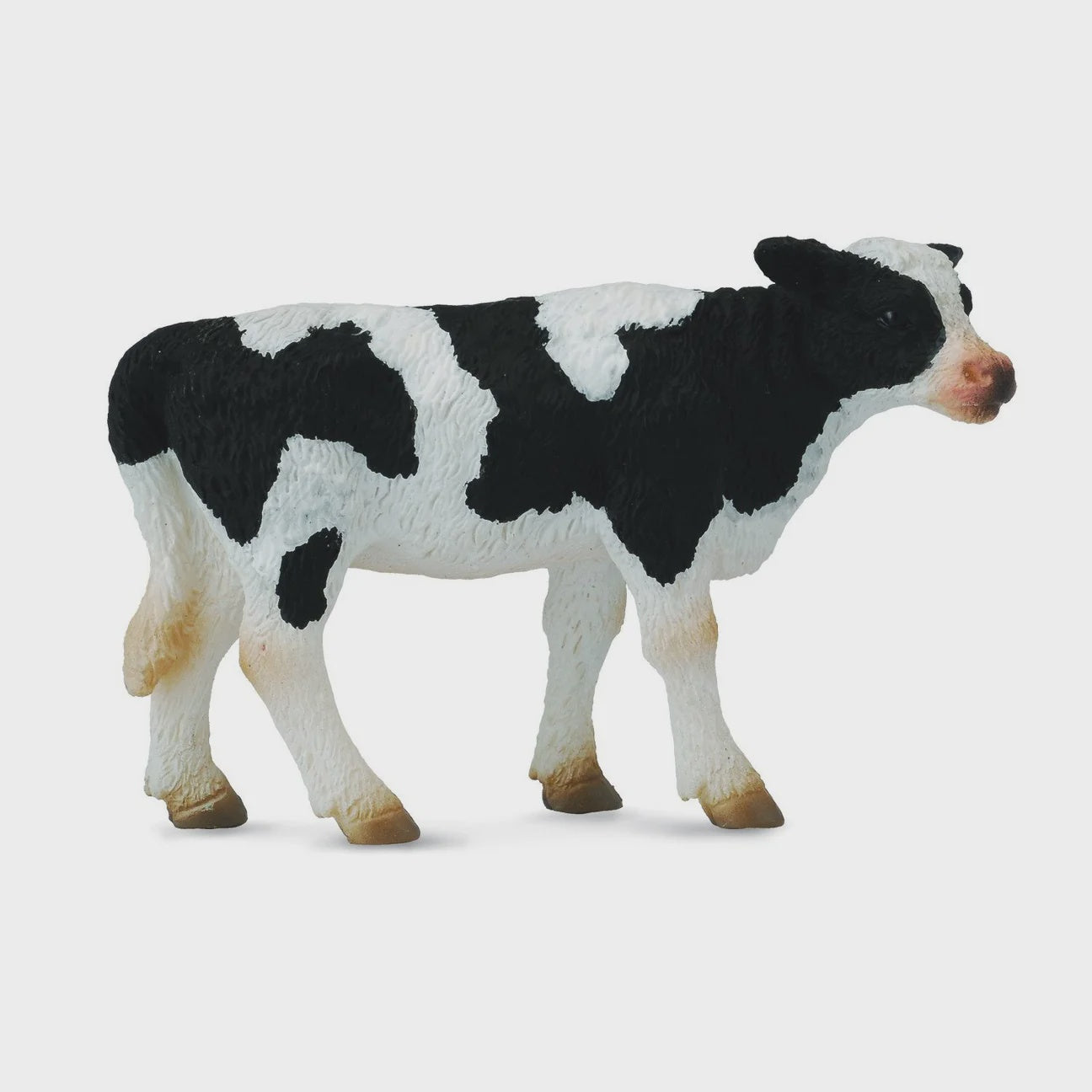 Friesian Calf Standing