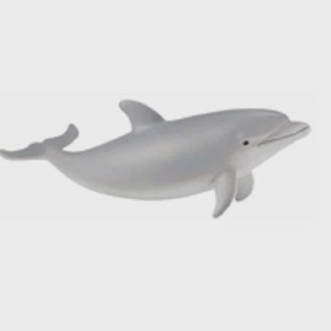 Bottlenose Dolphin Calf