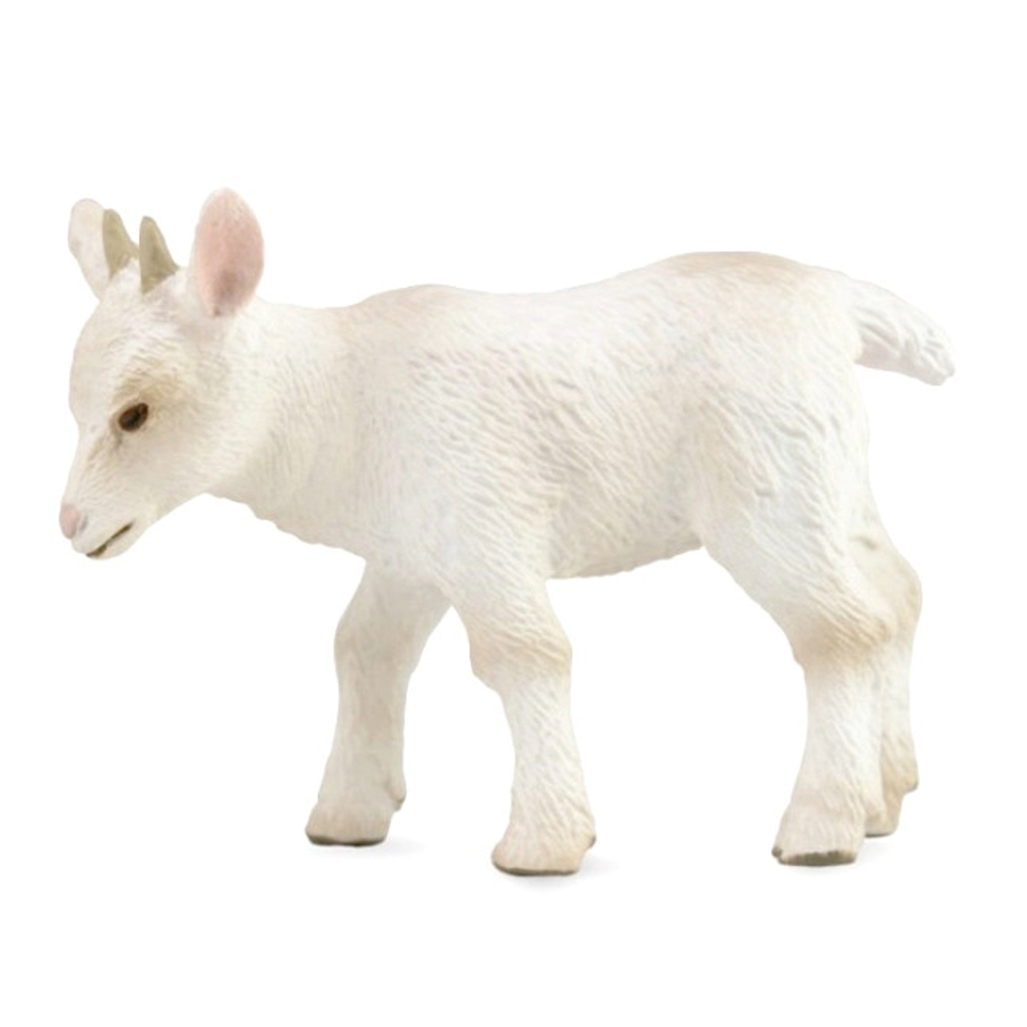 Goat Kid Walking