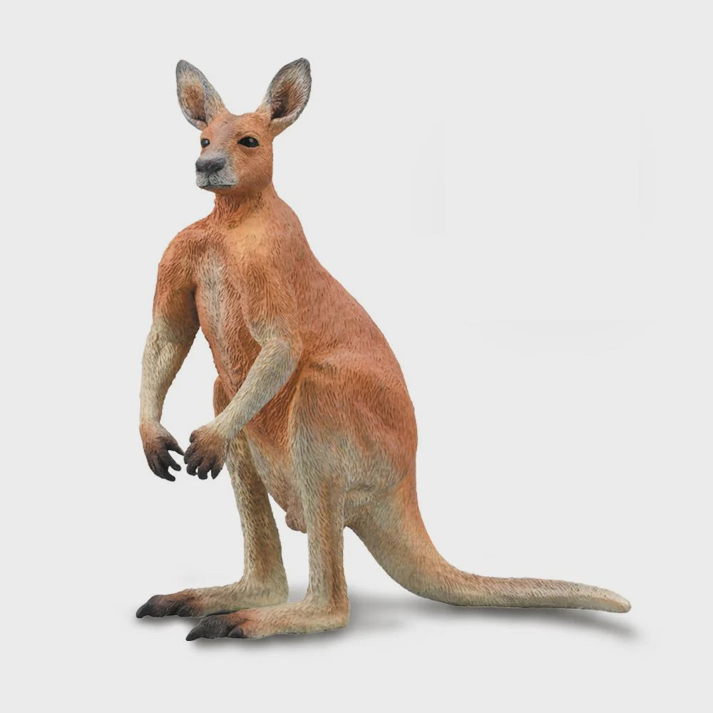 Red Kangaroo - Male